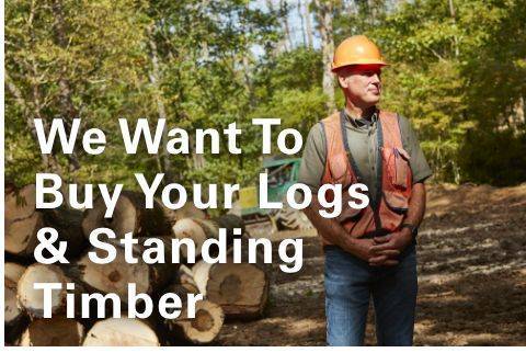 We Want to Buy Your Logs and Standing Timber