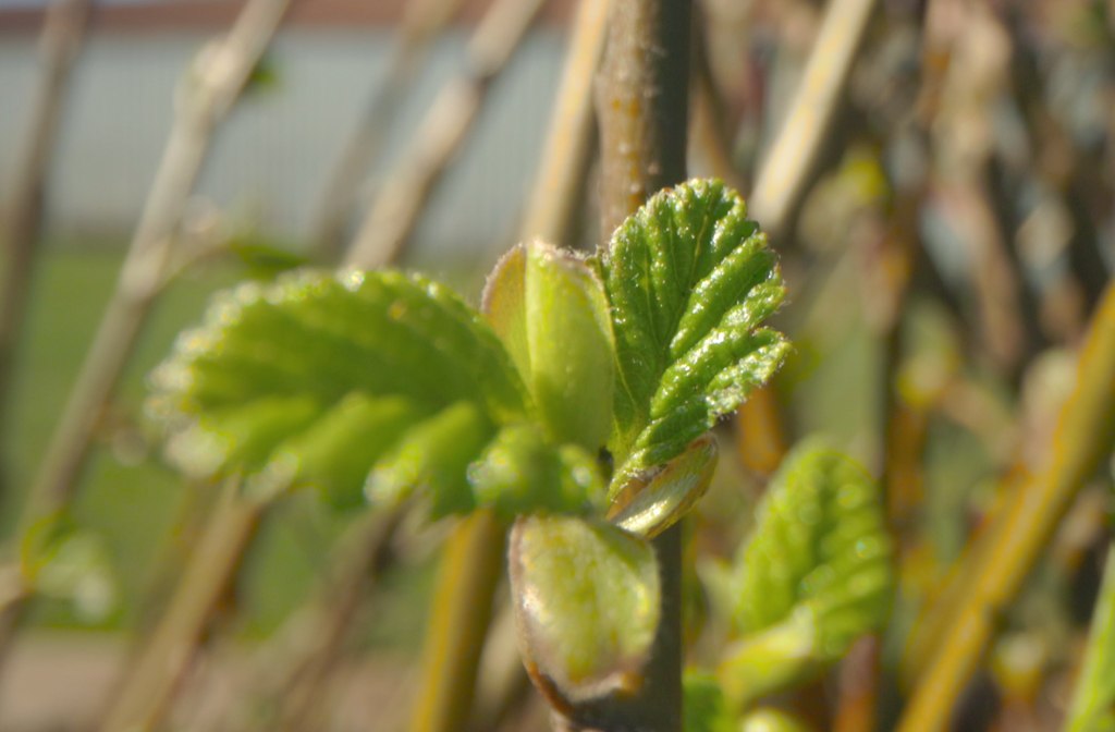 GreenGallery3
