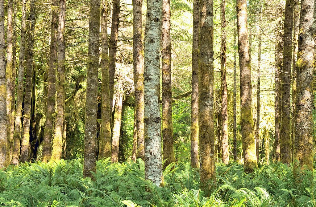 GreenGallery5