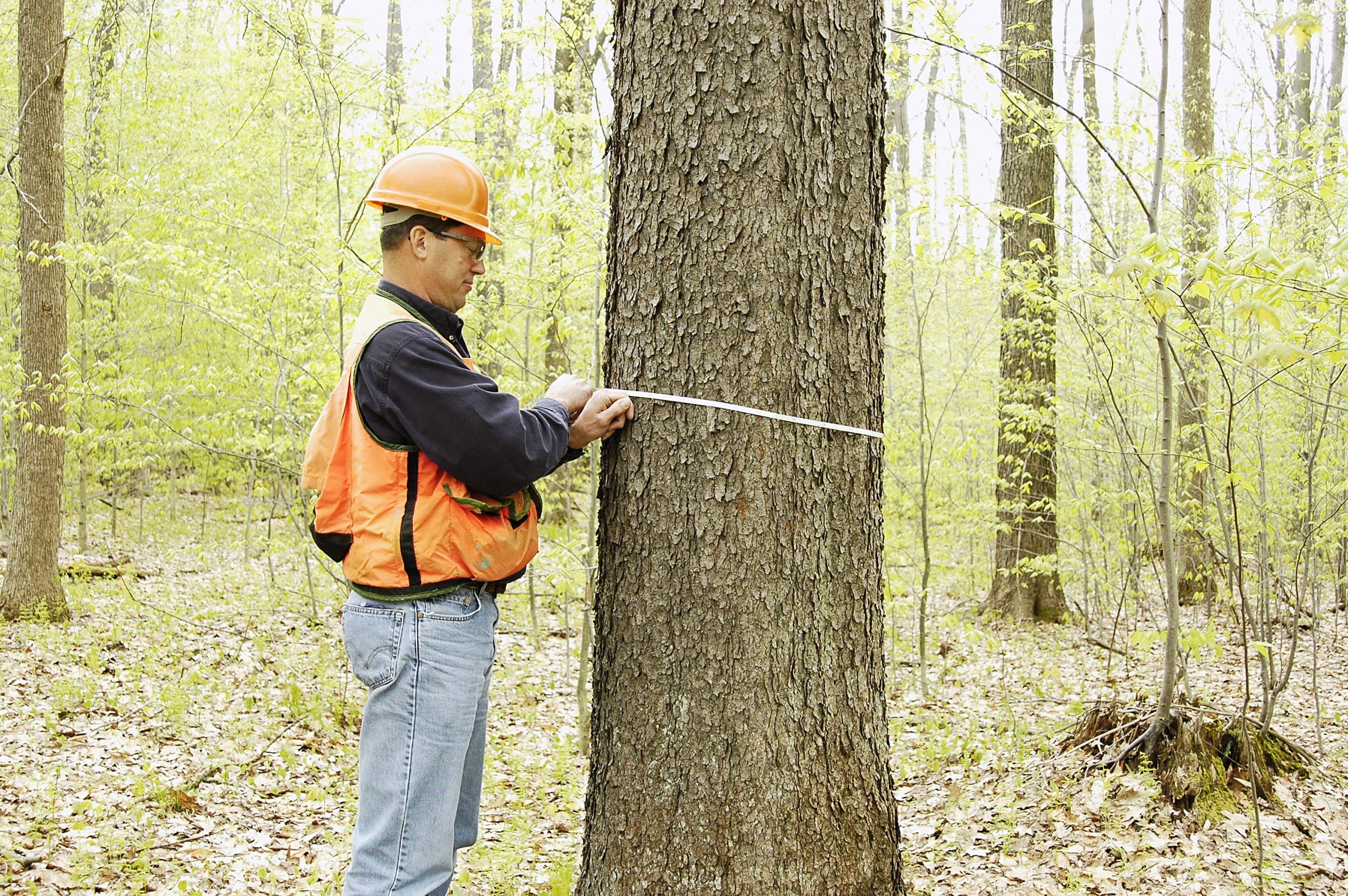 Forester Measuring Trees