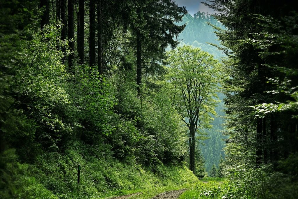 Forest