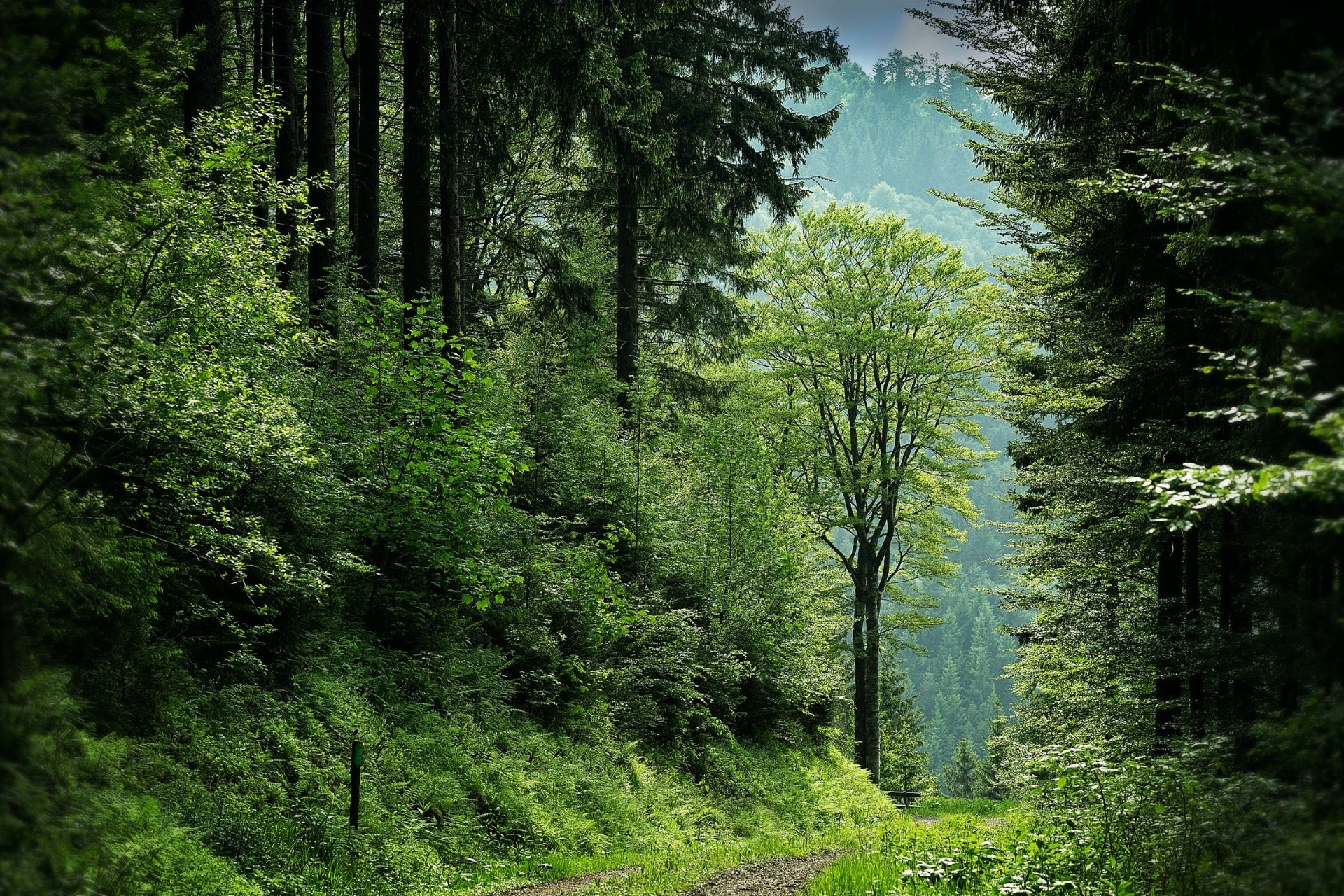 Forest