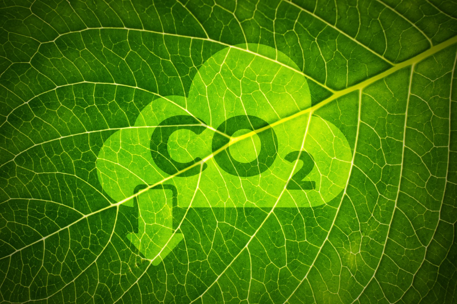 Unleashing the Potential of Hardwoods For Our Planet